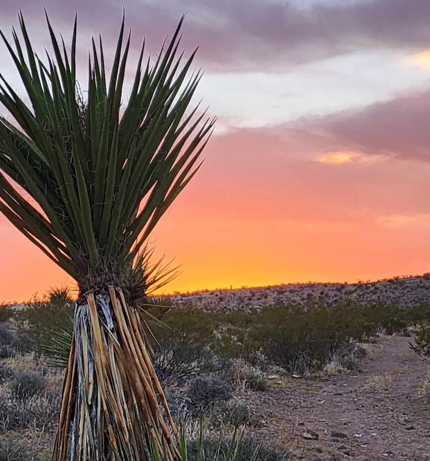 Sunset in the Mojave Desert